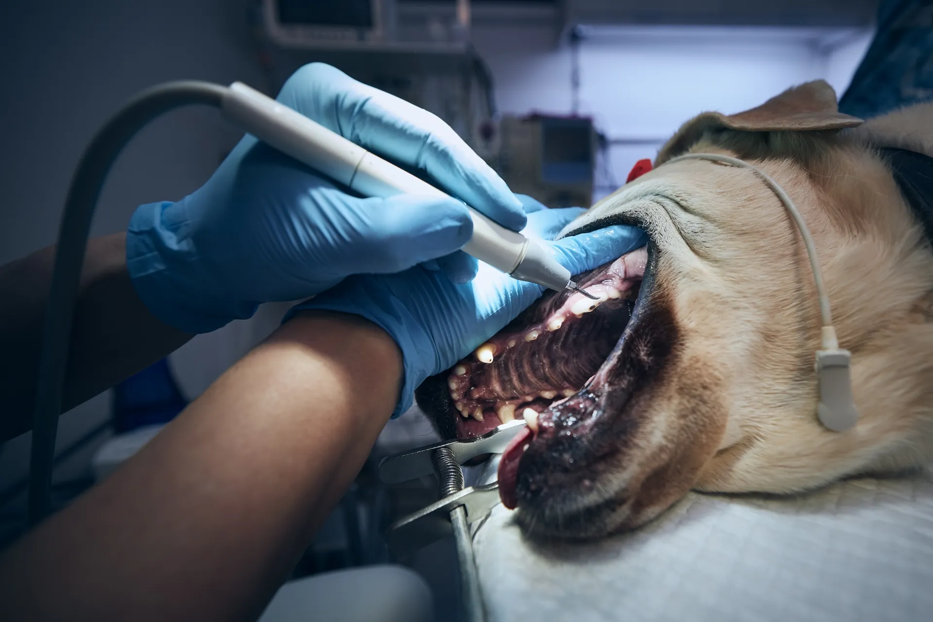 Veterinario realizando un tratamiento dental a un perro, con enfoque en la limpieza de los dientes y encías, utilizando herramientas especializadas y guantes de látex.