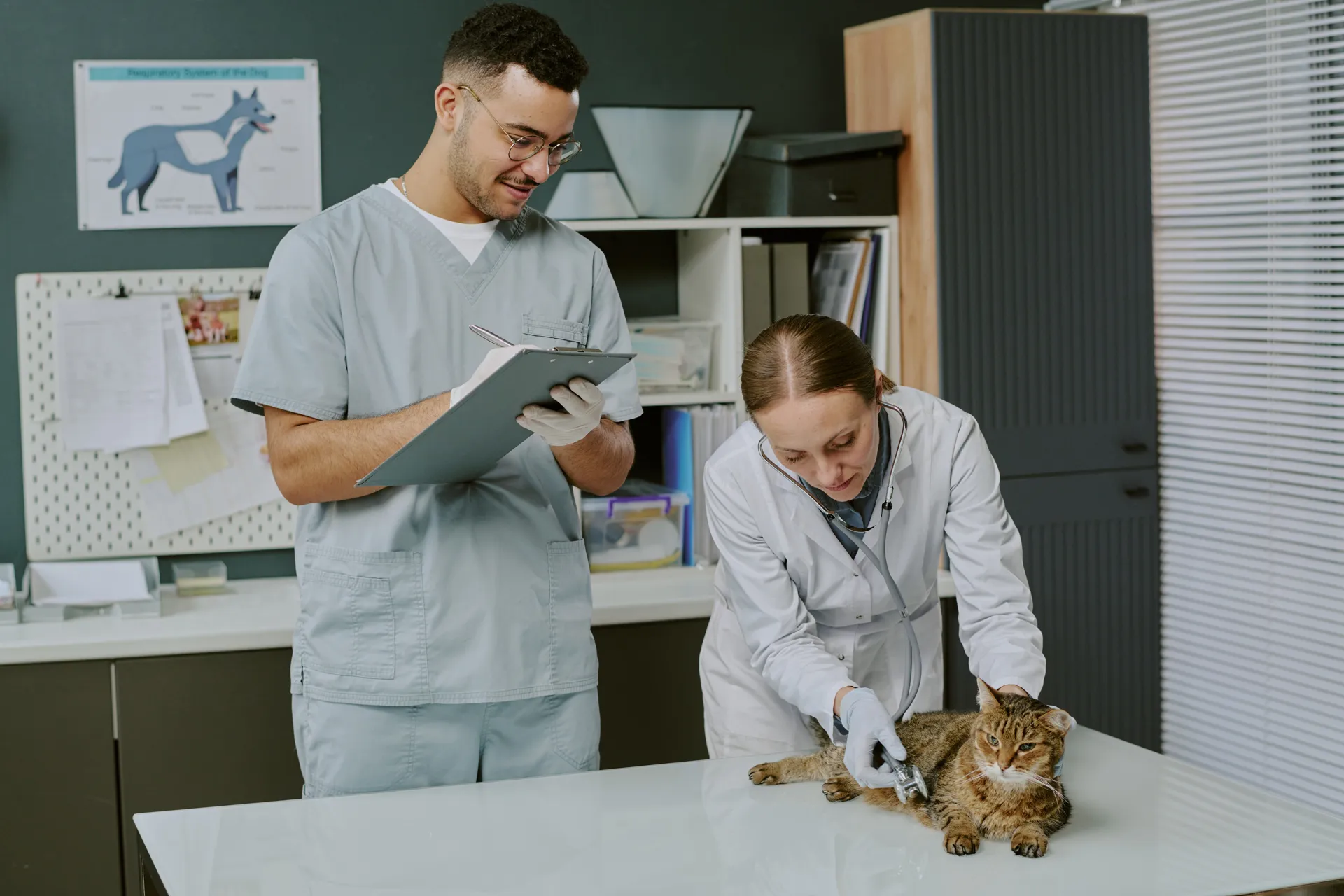 Veterinarios atendiendo a un gato en una clínica, uno de ellos toma notas mientras el otro examina al animal con un estetoscopio.